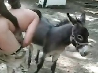 Animal Sex