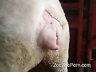 Pig animal sex