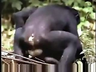 zoo porn clubz
