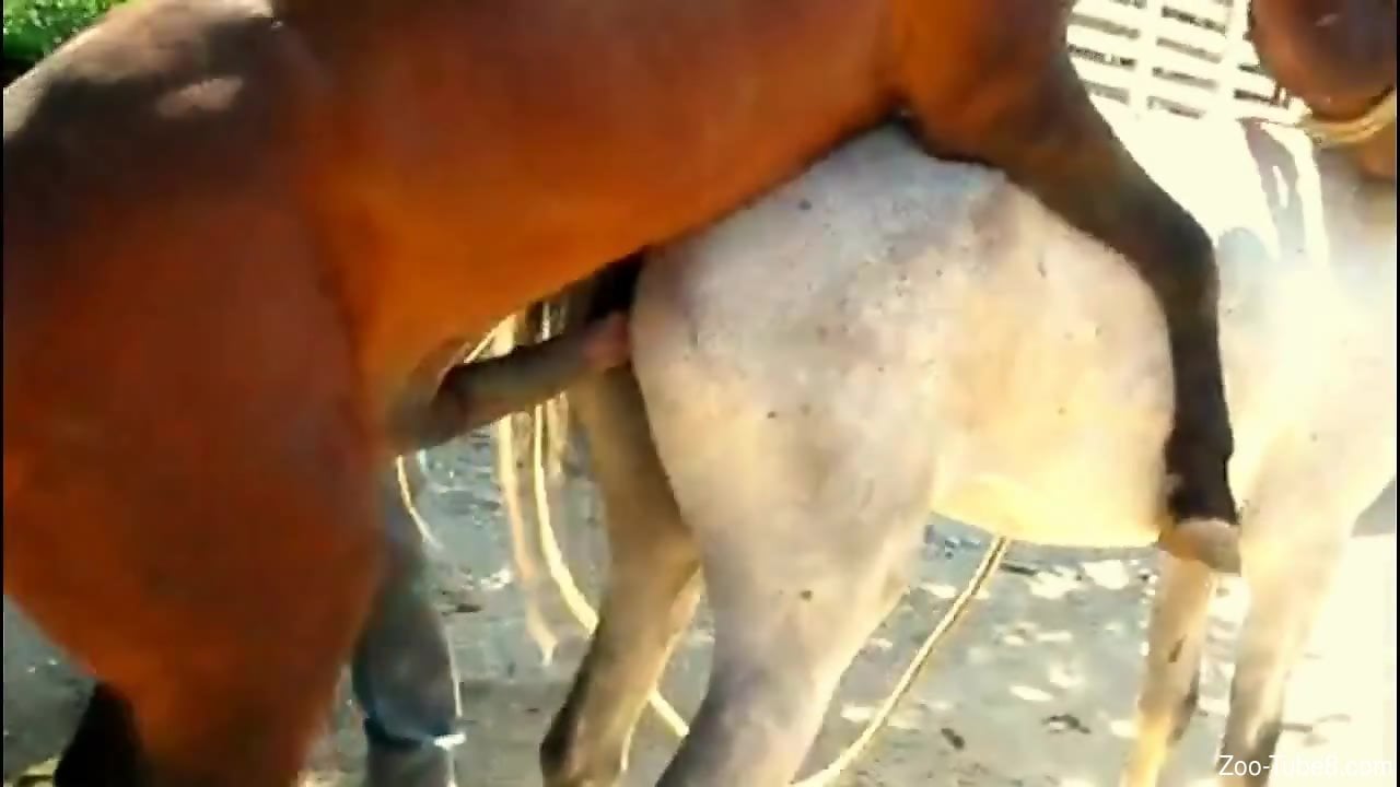 Mare Horse Porn - Big-dicked stallion destroying moist mare pussy