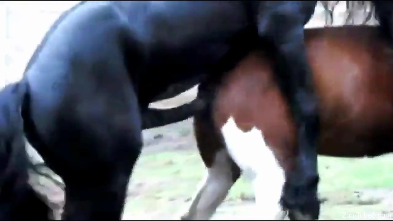Xxxbidesi Videohot Horse And Dog - Two horses fuck while a curious dog stare at them