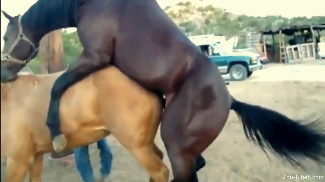 Brown horse fucks yet another horse with a tight cunt