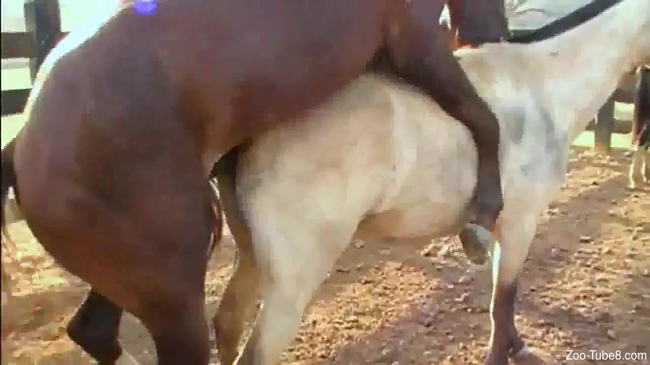 Cow And Horse Xxx - Horse hardcore: thirsty stud fucks a kinky mare