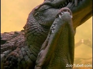 Crocodile Porn