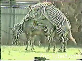 Zebra Porn