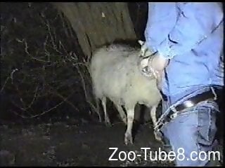Goat Blowjob - Sheep blowjob man