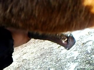Horny dude stroking a massive horse cock (XXX zoo)
