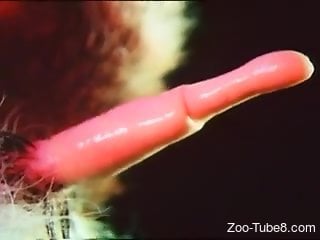 Compilation of close-up animal cock shots in HD