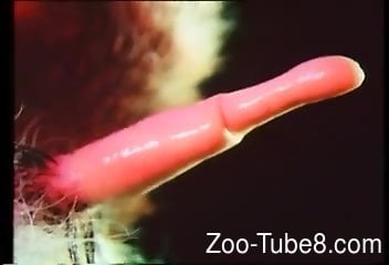 352px x 240px - Compilation of close-up animal cock shots in HD