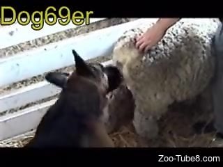 Sheep pussy is perfectly suitable for a horny dog