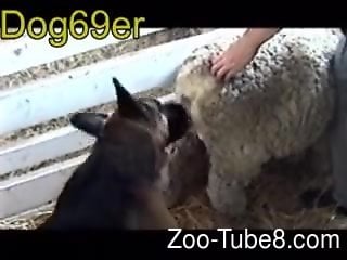 Guy Fucks Cat Porn - Sheep pussy is perfectly suitable for a horny dog