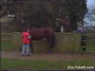 Two horses enjoying extremely hot horse sex outdoors
