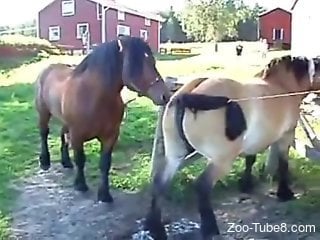 Two ponies pounding outdoors, high-quality zoo sex