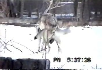 Wonderful zoo sex session featuring two wolves