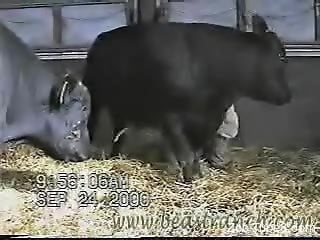 Farm animals being really hot on camera (zoo porn)