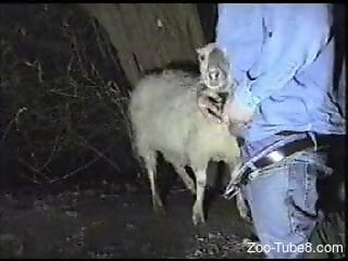 Denim-clad zoophile wants to face-fuck a sheep