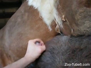 Horny dude watches two horses fuck each other