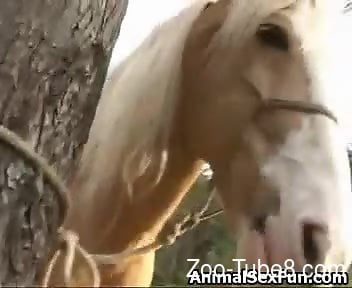 Horse blowjob cum