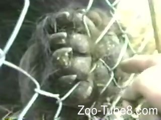 Dog Testicles Porn - Curious cameraman touches animal's balls through cell