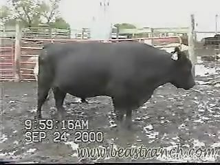 Farmer isn't afraid to stay near impressive big bull