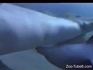 Specialist films sexual life of two attractive dolphins