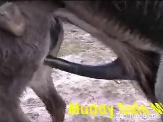 Two horny animals fucking each other in a close-up vid