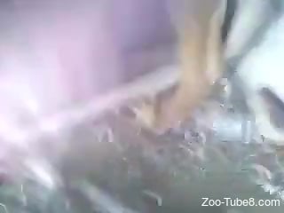 Close-up action of a dog blowjob and hot bestiality sex