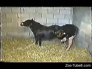 Dog fucks woman and cums in her pussy