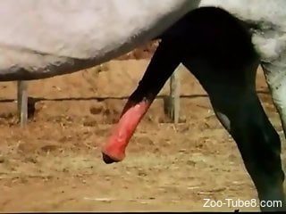 Observe beautiful and big horse cock getting harder