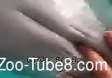 guy finger fucks dolphin when underwater