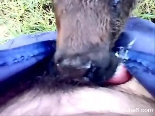 Dude gets a great blowjob from a sexy animal in POV
