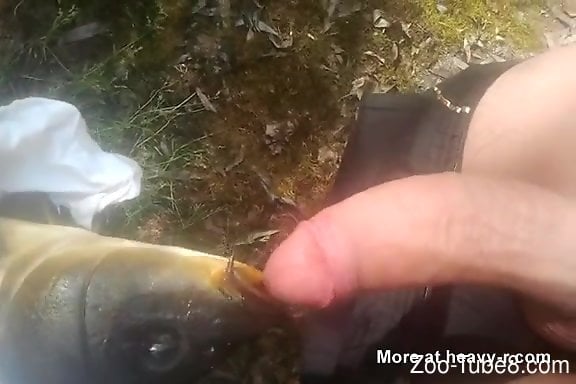 Fish Bestality Video - Dude fucking a fish in a twisted bestiality video. 
