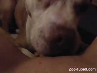 Sexy dog eating an amateur pussy in a POV video