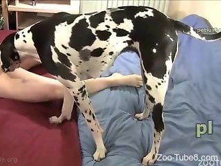 Pudgy zoophile dude fucking a spotted canine on cam