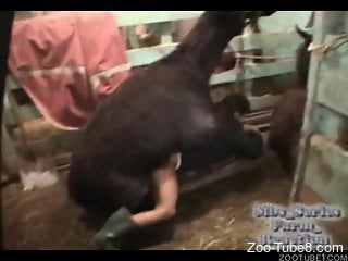 Filthy beast fucking a thick bitch in the barn