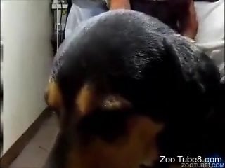 Brunette in a sexy skirt gets fucked by a black dog