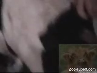Sexy cow hogs the spotlight in this zoo porn clip