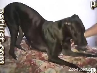 Aging zoophile getting butt-fucked by a black dog