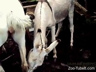 Big-dicked stallion fucking a hot mare from behind