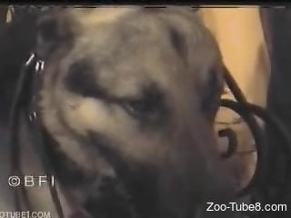 New Dog Porn - New Zoophilia Porn Clips & Latest Animal Clips - Page 2