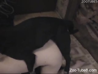Sexy butt fuck scene featuring a brunette zoophile
