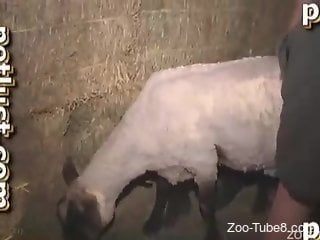 Sheep sex scene featuring a good-looking dude