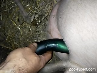 Pig hole getting fucked by a huge dildo on camera