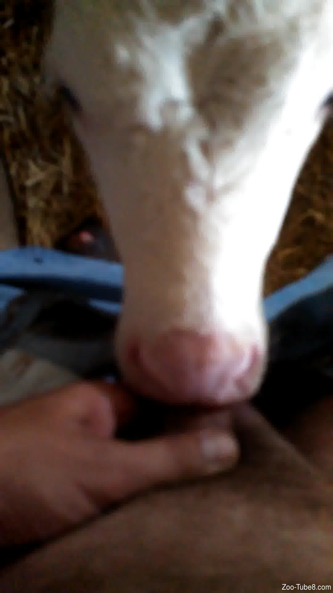 Cow licking dick till it cums