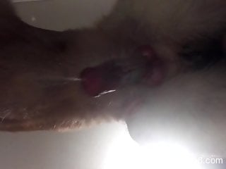Horny guy films his dog in a very intimate modes before sex