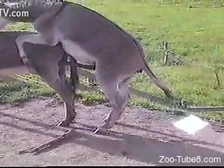 Man feels attracted to donkey's huge cock while filming himself