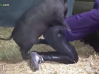 Sexy pig with a stiff dick fucking a well used cunt