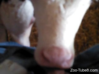 Dude with a veiny cock fucking a cow's sexy throat