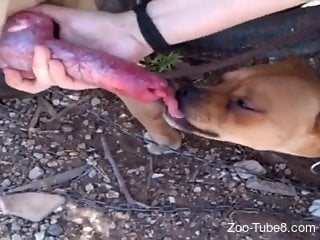 Red dick beast gets a blowjob from another dog