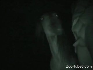 Nighttime fuck scene featuring a hot dude and a horse